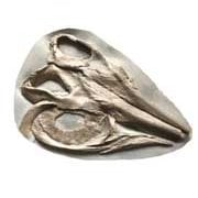 Museum Quality Fossils