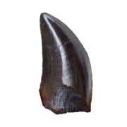 Dinosaur Fossils