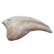 Dinosaur Claws