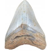 Shark Teeth