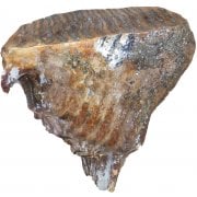 Ice Age Teeth