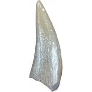 Reptile Teeth