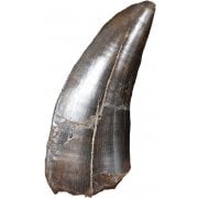 American Dinosaur Teeth