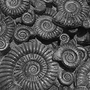 British Ammonites
