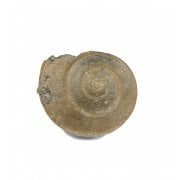 Gastropod Fossils