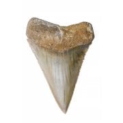 Other Shark Teeth