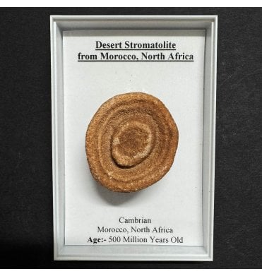 Desert Stromatolite from Morocco, North Africa (SKU G84)