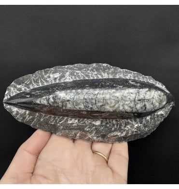Devonian Orthoceras (Fossil Squid) from Morocco (G93):- Orthoceras sp.