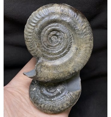 Double British Lower Jurassic, Upper Lias Ammonite from Whitby, North Yorkshire, England (SKU A2368):- Hildoceras bifrons