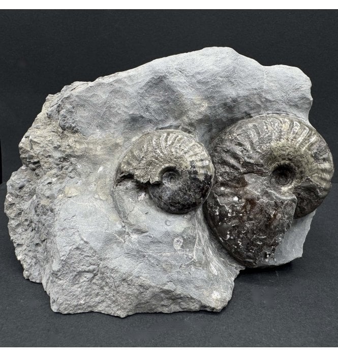 Double British Lower Jurassic, Upper Lias  Ammonite from Whitby, North Yorkshire, England (SKU A4149):- Pseudolioceras boulbiense