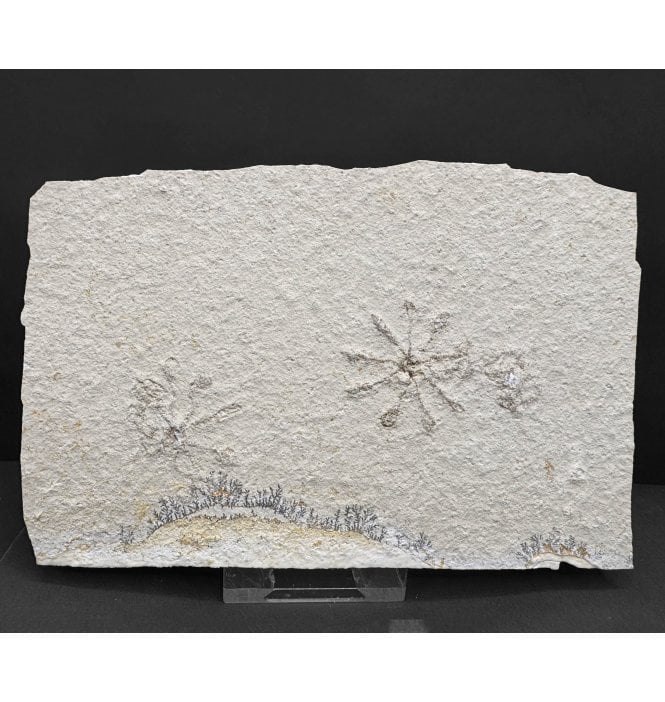 Double Fossil Free Floating Crinoid from the Upper Jurassic of Germany (SKU OF4236):- Saccoma tenellum