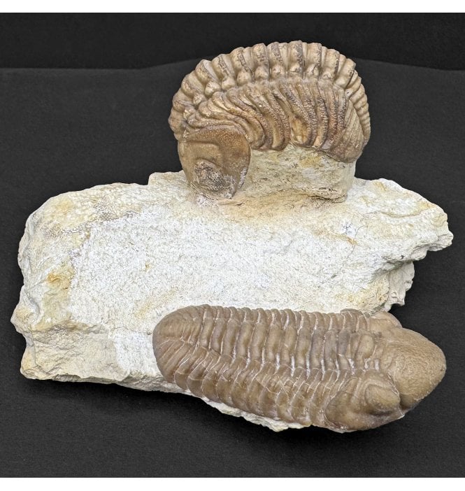 Double Lower Devonian Trilobite from Oklahoma, USA (SKU T1434):- Lochkovella deckeri and Paciphacops raymondii