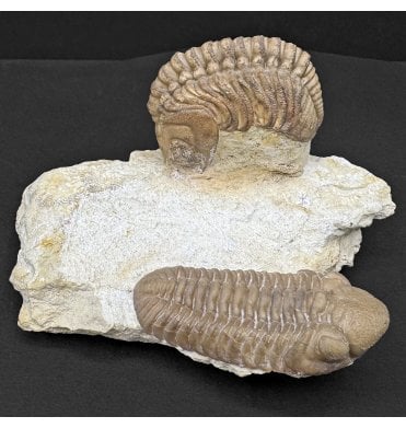 Double Lower Devonian Trilobite from Oklahoma, USA (SKU T1434):- Lochkovella deckeri and Paciphacops raymondii