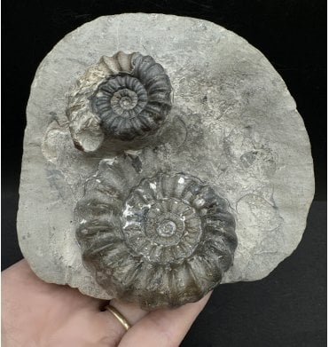 Double Lower Lias, Lower Jurassic Ammonite from Robin Hood’s Bay, North Yorkshire, England (SKU A3312):- Androgynoceras maculatum