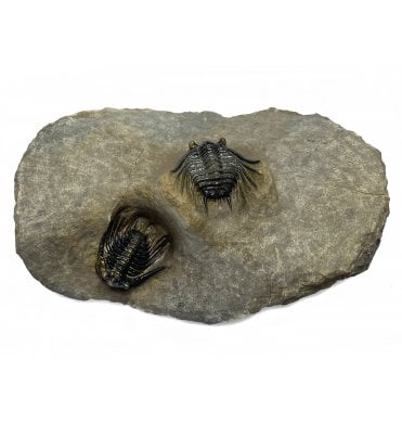 Double Spiny Middle Devonian Trilobite from Morocco (SKU T0946):- Kettneraspis (Leonaspis) williamsii