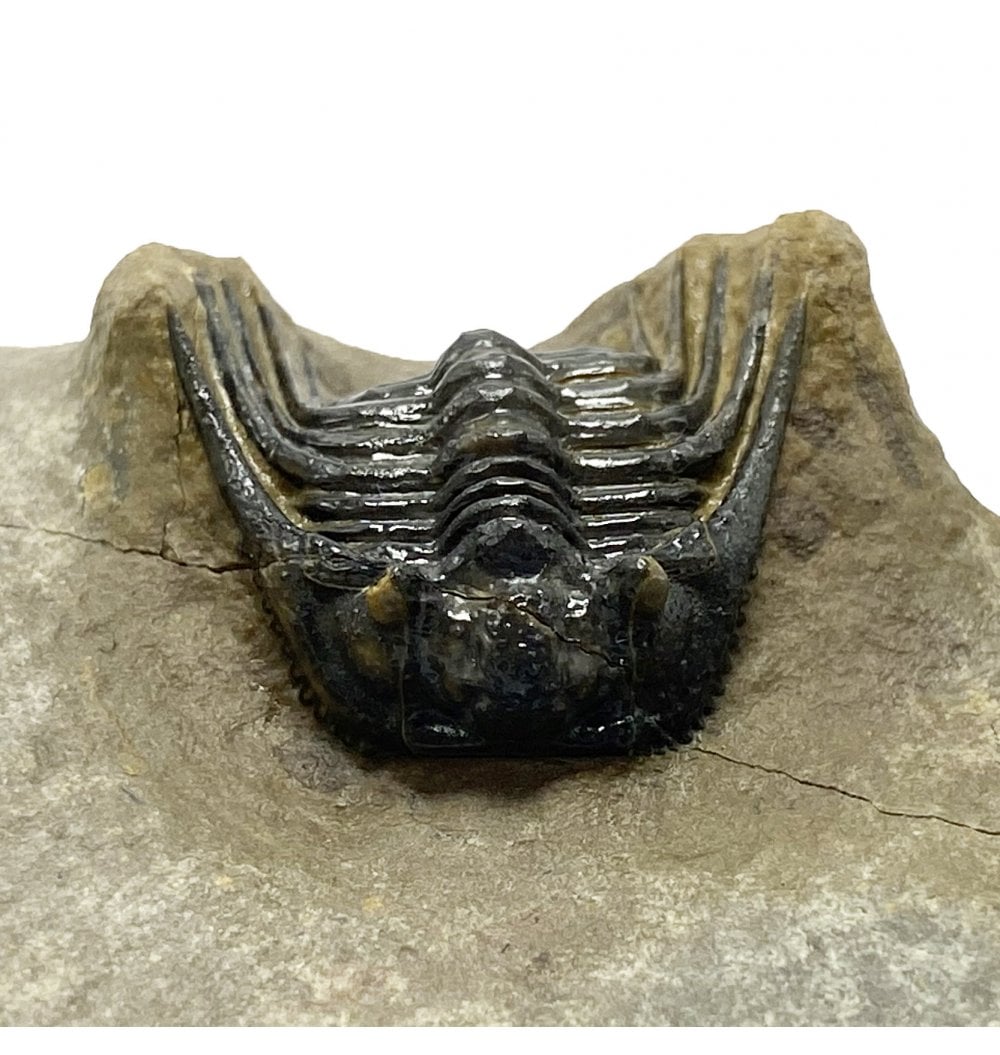 Fossils For Sale | Fossils-UK.com | Double Spiny Middle Devonian