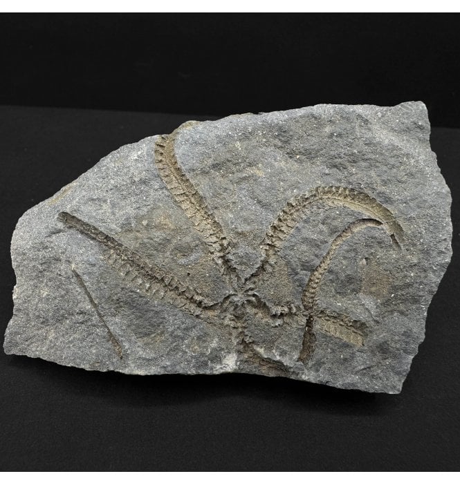 Early Devonian Fossil Brittlestar from Victoria, Australia (SKU OF4329):- Crepidosoma kinglakensis