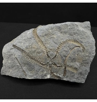 Early Devonian Fossil Brittlestar from Victoria, Australia (SKU OF4329):- Crepidosoma kinglakensis