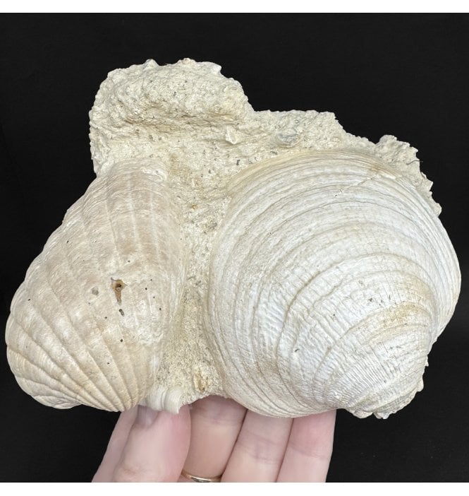 Early Miocene Fossil Shells from Martillac, France (SKU OF4371):- Cardium sp, Glymeris sp, and Turritella sp.