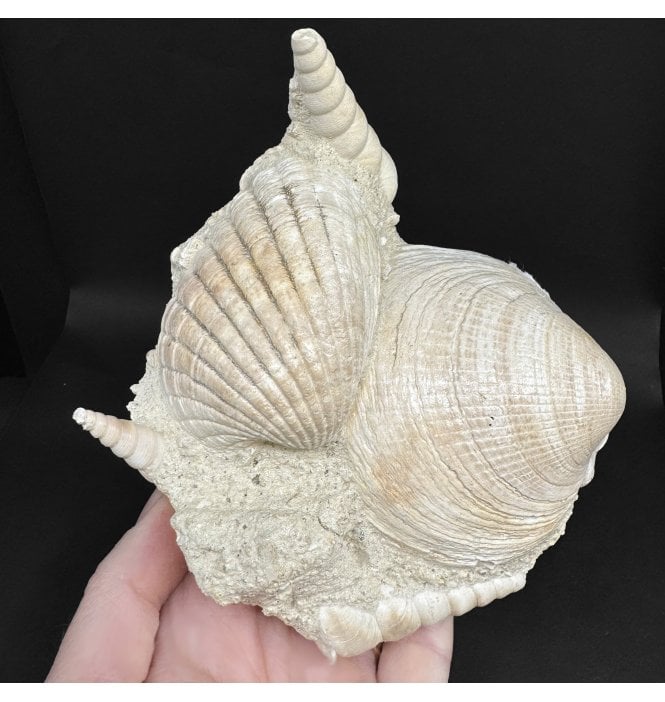 Early Miocene Fossil Shells from Martillac, France (SKU OF4372):- Cardium sp, Glymeris sp, and Turritella sp.