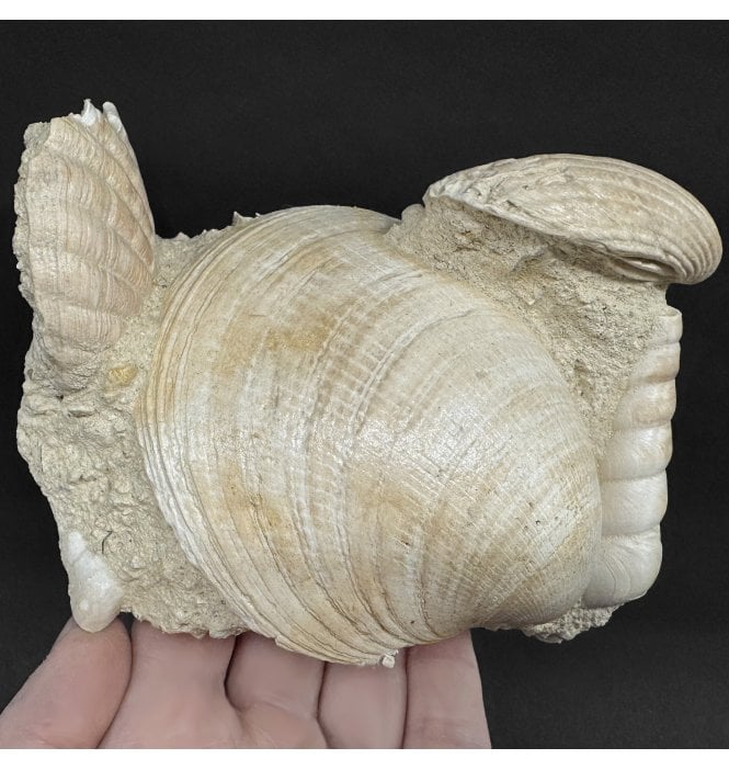 Early Miocene Fossil Shells from Martillac, France (SKU OF4374):- Cardium sp, Glymeris sp, and Turritella sp.
