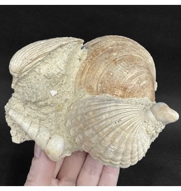 Early Miocene Fossil Shells from Martillac, France (SKU OF4375):- Cardium sp, Glymeris sp, and Turritella sp.