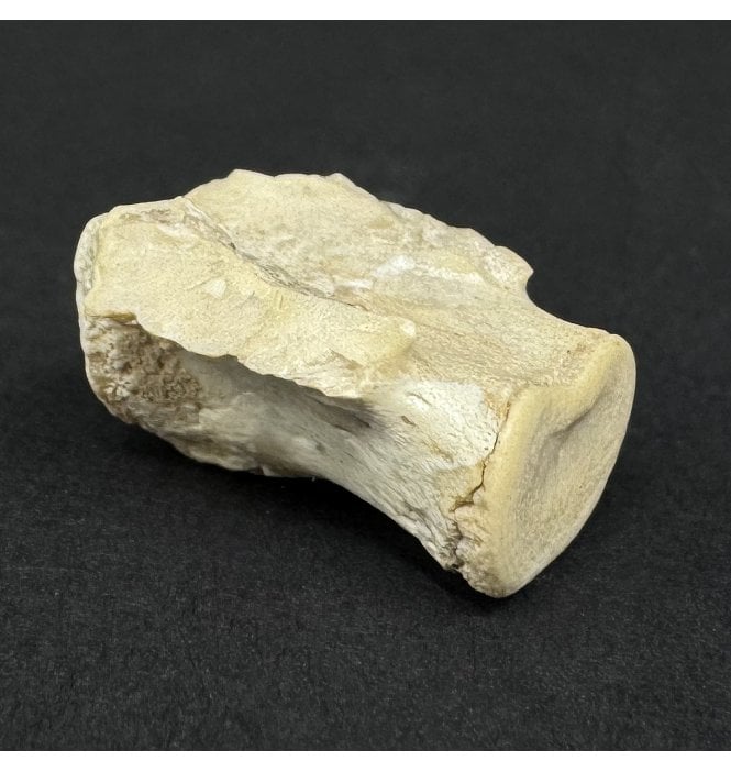 Early Oligocene Brontotherium Mammal Tail Vertebra from South Dakota, USA (SKU V9002):- Megacerops coloradensis