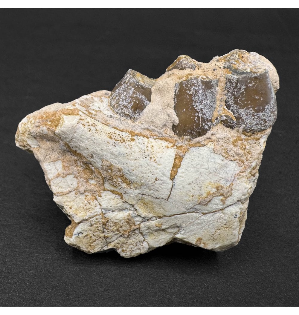Oligocene Rocks Fossils For Sale | Fossils-UK.com | Early Oligocene Mammal Jaw from ...