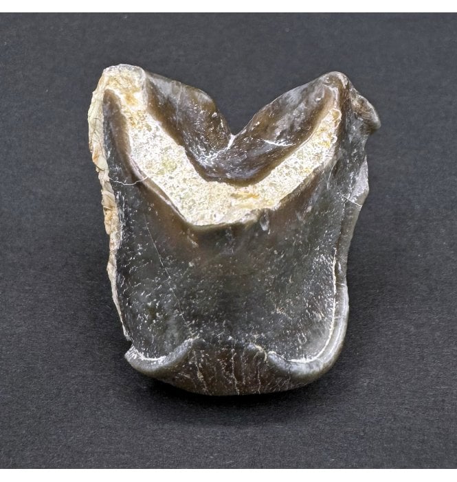 Early Oligocene Mammal Tooth from South Dakota, USA (SKU V8103):- Unidentified Mammal Tooth