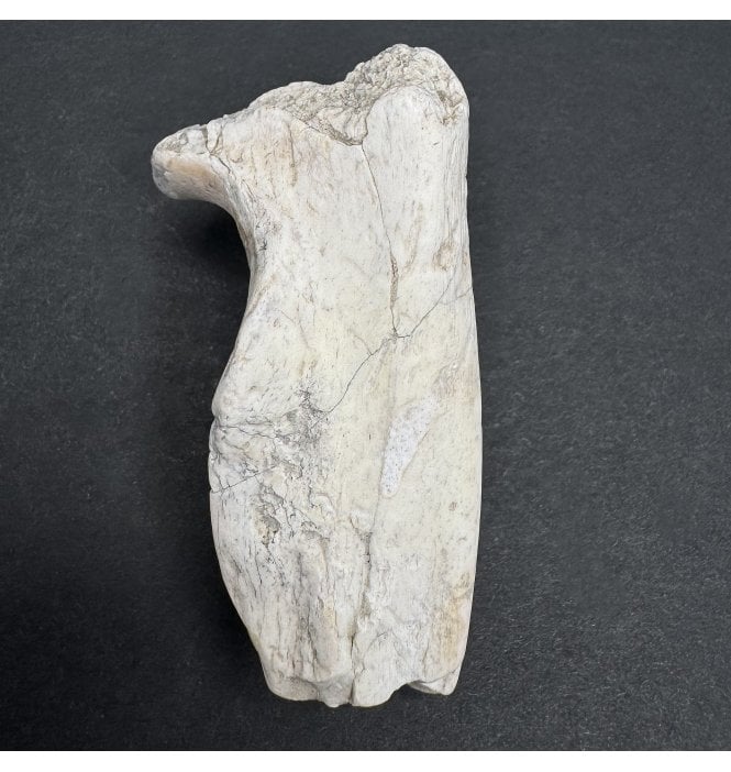 Early Oligocene Oreodont Limb Bone from South Dakota, USA (SKU V7270):- Merycoidodon gracilis
