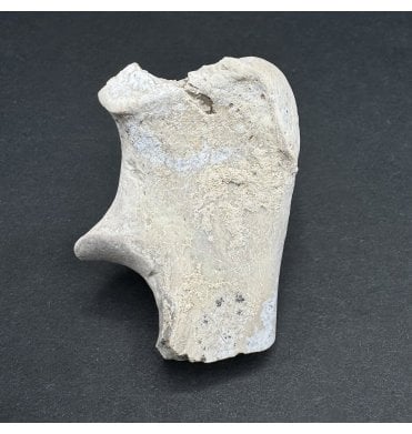 Early Oligocene Oreodont Limb Bone from South Dakota, USA (SKU V7273):- Merycoidodon gracilis