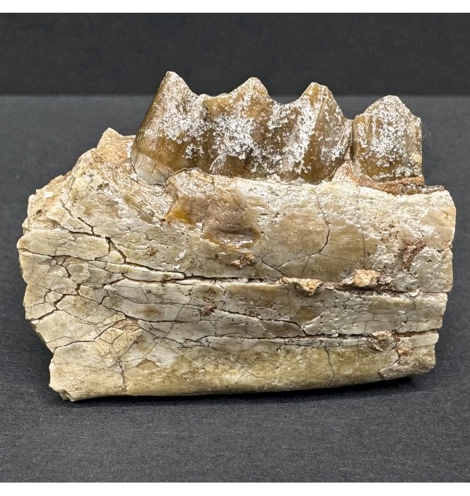 Early Oligocene Oreodont Mammal Jaw Bone from South Dakota (SKU V8105):- Merycoidodon culbertsonii