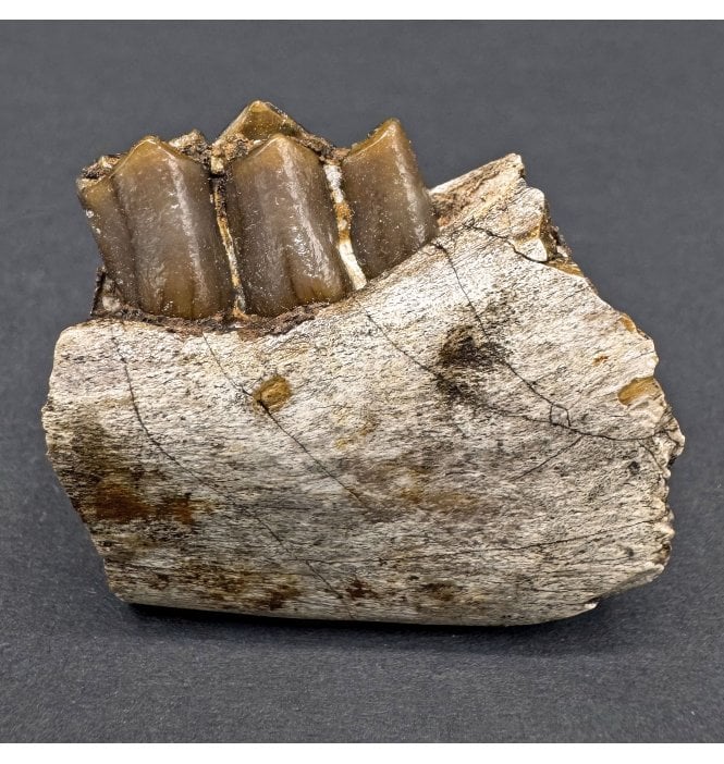 Early Oligocene Oreodont Mammal Jaw Bone from South Dakota (SKU V8106):- Merycoidodon culbertsonii