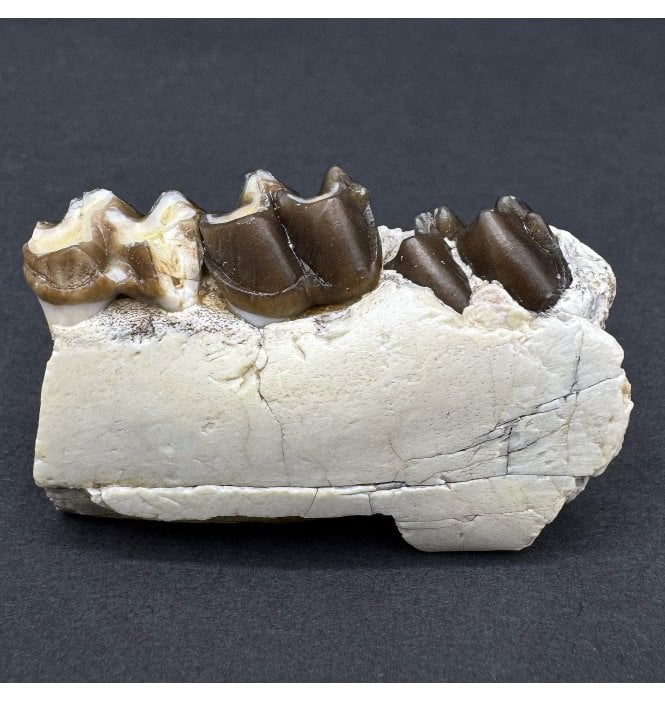 Early Oligocene Oreodont Mammal Jaw Bone from South Dakota (SKU V8137):- Merycoidodon culbertsoni