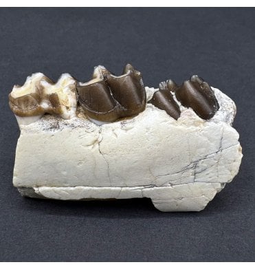 Early Oligocene Oreodont Mammal Jaw Bone from South Dakota (SKU V8137):- Merycoidodon culbertsoni