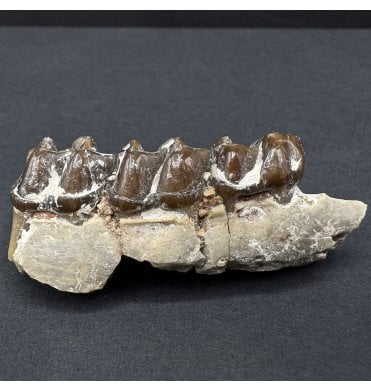 Early Oligocene Oreodont Mammal Jaw Bone from South Dakota (SKU V8138):- Merycoidodon culbertsoni