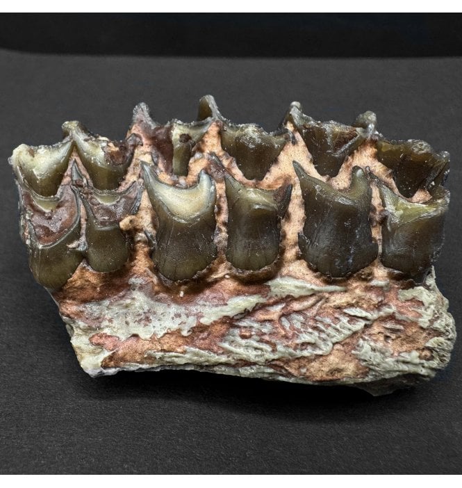 Early Oligocene Oreodont Mammal Jaw Bone from South Dakota (SKU V8163):- Merycoidodon culbertsoni