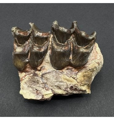 Early Oligocene Oreodont Mammal Jaw Bone from South Dakota, USA (SKU V9215):- Merycoidodon culbertsoni