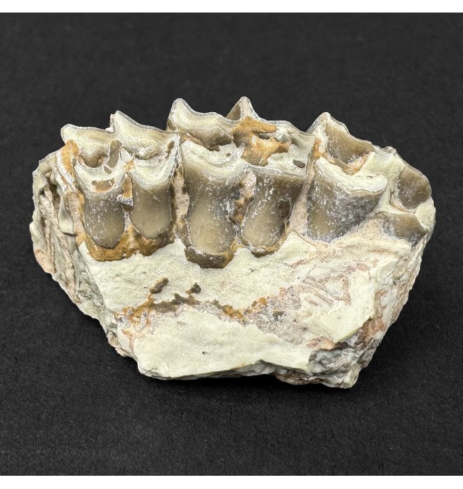 Early Oligocene Oreodont Mammal Jaw Bone Skull from South Dakota (SKU V9195):- Merycoidodon culbertsonii