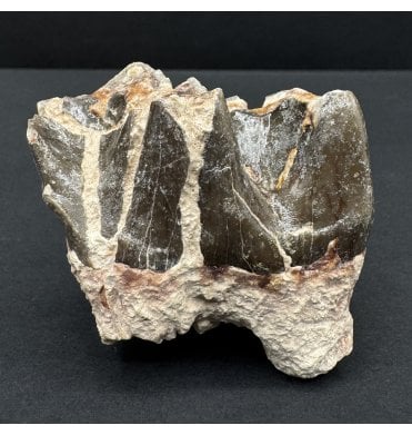 Early Oligocene Running Rhino Mammal Tooth from South Dakota, USA (SKU V8210):- Hyracodon nebraskensis