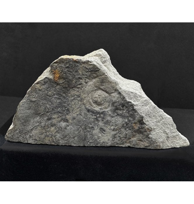 Ediacaran Vendian Fossil. Early Primitive Jelly Fish from the White Sea, Russia (SKU OF2997):- Tirasiana cocarda