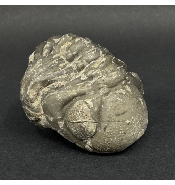 Enrolled Middle Devonian Trilobite from Morocco (SKU T1544):- Pedinopariops brongniarti