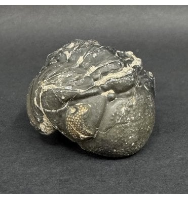 Enrolled Middle Devonian Trilobite from Morocco (SKU T1545):- Pedinopariops brongniarti