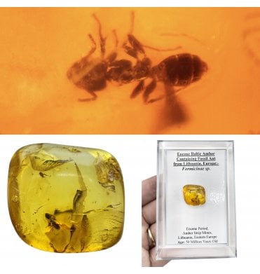 Eocene Baltic Amber Containing Fossil Ant from Lithuania, Europe (SKU OF4488):- Formicinae sp.