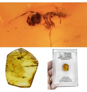 Eocene Baltic Amber Containing Fossil Ant with Colour Banding from Lithuania, Europe (SKU OF3956):- Formicinae sp.