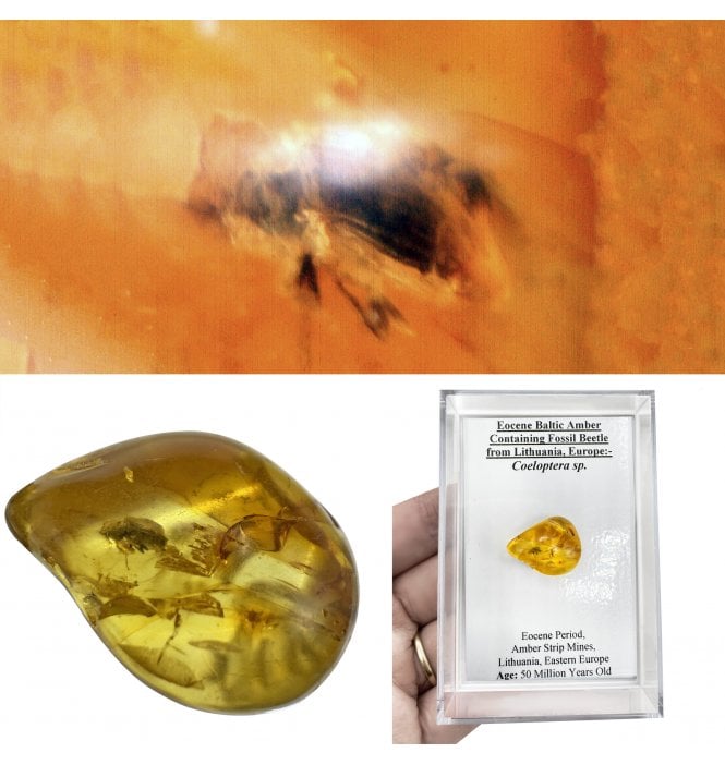 Eocene Baltic Amber Containing Fossil Beetle from Lithuania, Europe (SKU OF4485):- Coeloptera sp.