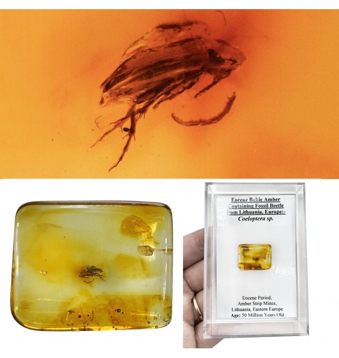 Eocene Baltic Amber Containing Fossil Beetle from Lithuania, Europe (SKU OF4504):- Coeloptera sp.