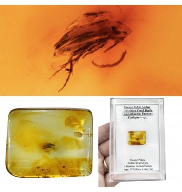 Eocene Baltic Amber Containing Fossil Beetle from Lithuania, Europe (SKU OF4504):- Coeloptera sp.
