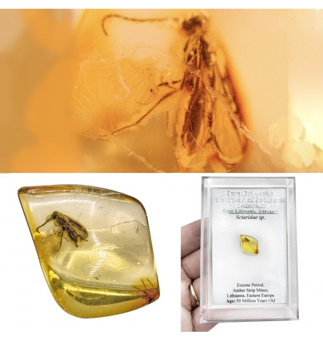 Insects in Amber | Fossils UK