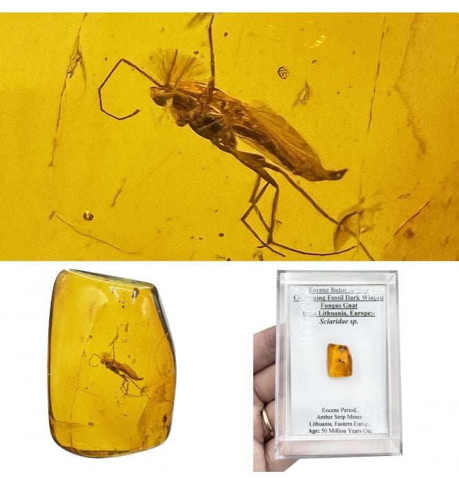 Insects in Amber | Fossils UK